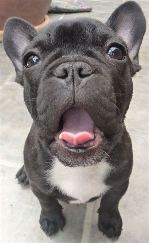 Frenchie! | Cute small dogs, Cutest small dog breeds, Baby animals