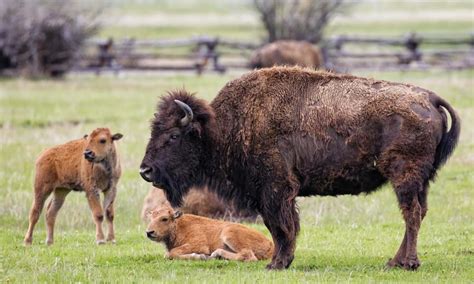 Rare white bison born in Bitterroot | Explore Big Sky