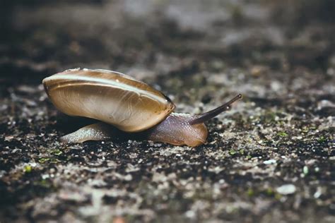 Snail Macroshot close-up