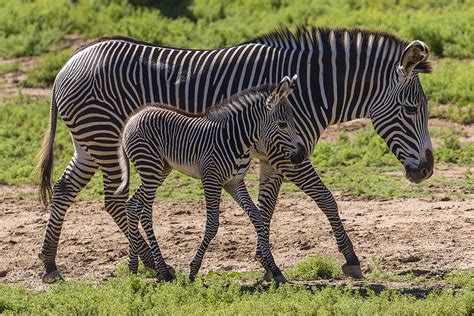 Safari Park Welcomes 2 New Endangered Zebra Foals - Times of San Diego