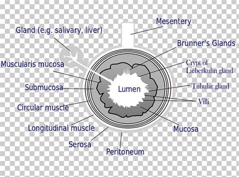 Lumen Anatomy - Anatomical Charts & Posters