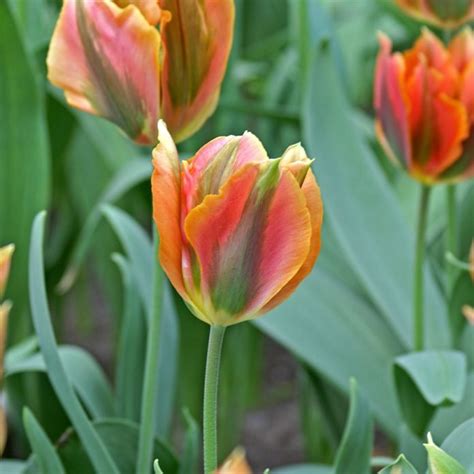 54 Types of Tulip Varieties | Best Tulips for Gardens | Balcony Garden Web