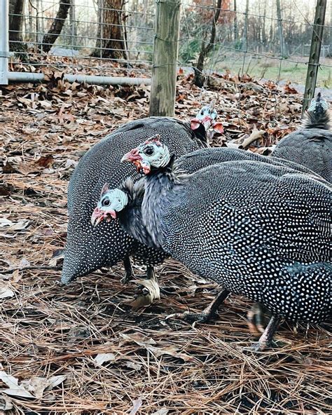 A Beginner’s Guide To Raising Guinea Fowl - The Essentials You Need to ...