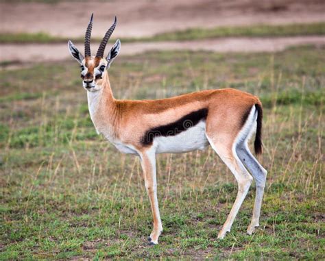 Thomson S Gazelle on Savanna in Africa Stock Image - Image of nature ...