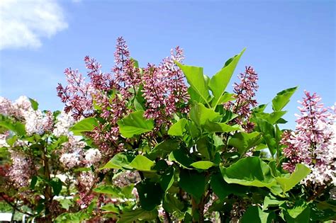 Miss Kim Lilac Plant Care | Plantly