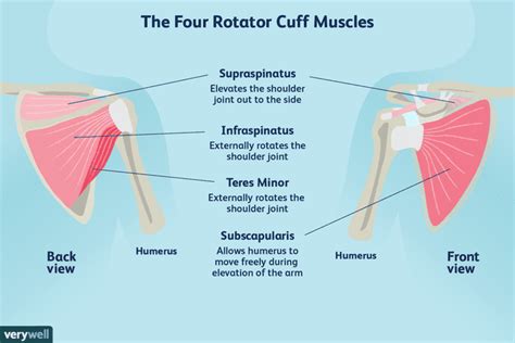 Rotator Cuff: Anatomy, Function, and Treatment