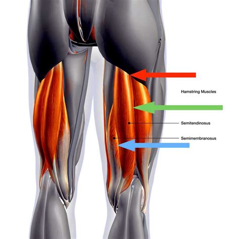 Hamstring Tendon Anatomy | Images and Photos finder