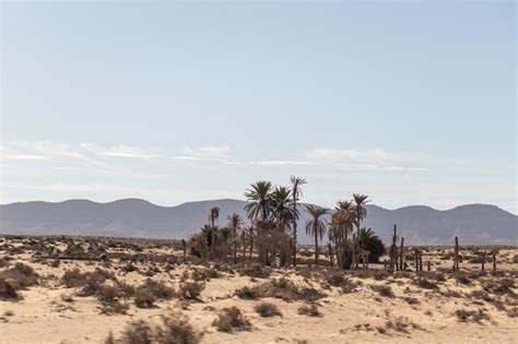 Premium Photo | Palm trees in the desert in douz kebili tunisia