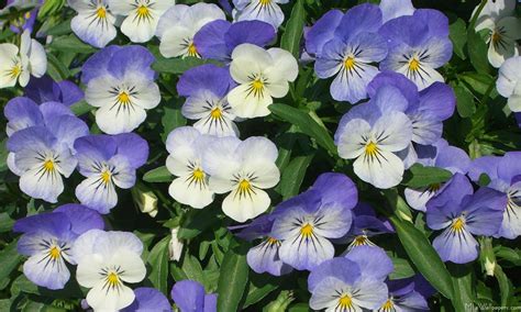 MLeWallpapers.com - Purple Pansies