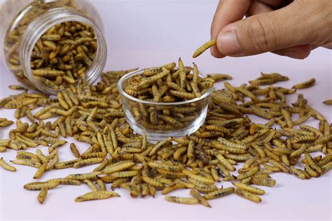 Research to unlock the potential of edible insects | SRUC