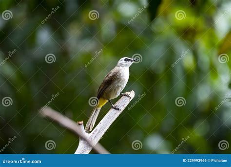 Yellow - vented Bulbul stock photo. Image of nest, passerine - 229993966