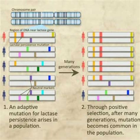 Lactase Persistence: Evidence for Selection