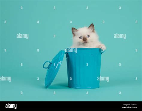 Cute 6 weeks old rag doll baby cat with blue eyes hanging over the edge of a blue trashcan on a ...