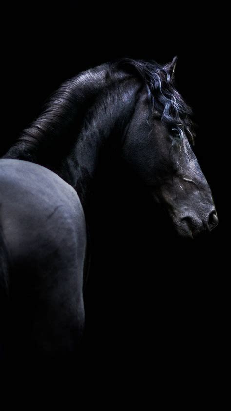 Black Horse Wallpaper