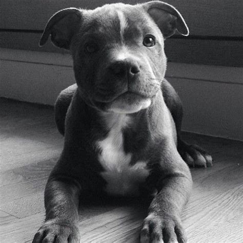 Staffordshire Terrier Pup