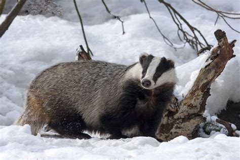 European badger in the snow (Meles meles) | Badger, Animals beautiful ...