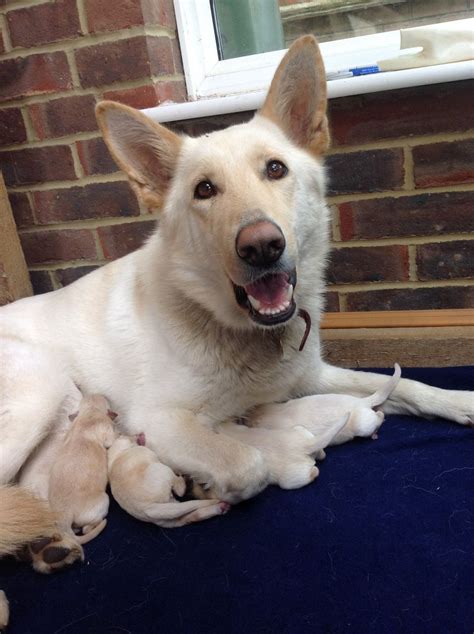 Golden Shepherd puppies for sale. | Baldock, Hertfordshire | Pets4Homes