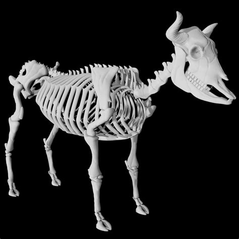 Cow Skeleton 3d model Rigged and low poly AR - Team 3d Yard