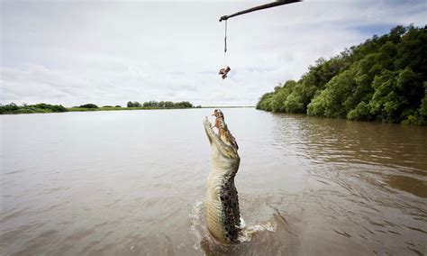 Adelaide River Jumping Crocodile Cruise, Australia | Activities in ...