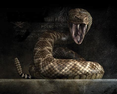 Cobra Snake Wallpaper High Resolution