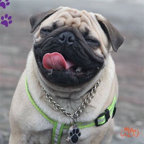 🐕 Pug Perro Carlino ¡Todo por las mascotas y los pets lovers! 🐾 🥰 🤲