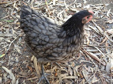 Help with sexing a blue australorp | BackYard Chickens