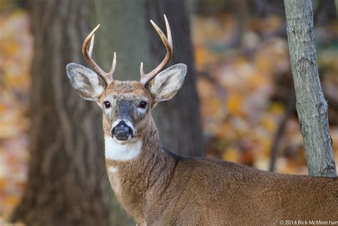 Whitetail Deer Buck Cheap Dealers, Save 55% | jlcatj.gob.mx