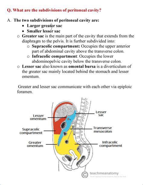 Peritoneum - Anatomy QA