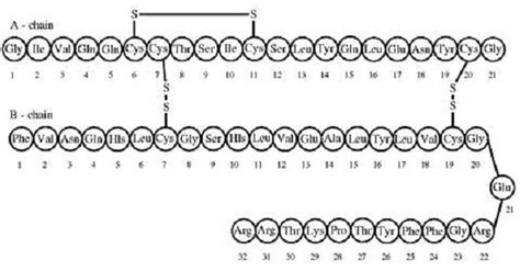 Structure of Insulin - New