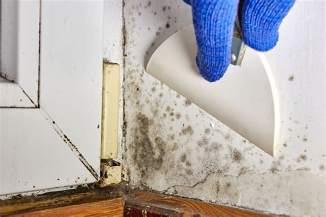 How to Control Mould in House - i-Blogs-it