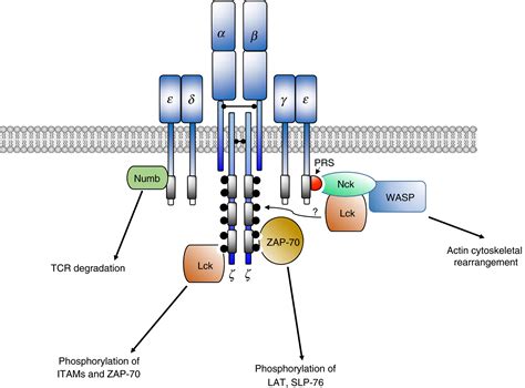 Selected signalling proteins recruited to the T‐cell receptor–CD3 ...