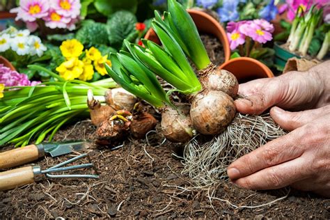 How to Grow Hyacinths for Beginners | Bahçe, Çiçek, Bahar