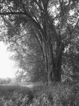 A large silver maple (Acer saccharinum) on King Island, Allegheny River... | Download Scientific ...