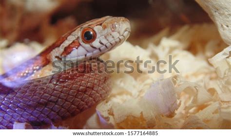 213 Baby_corn_snake Images, Stock Photos & Vectors | Shutterstock