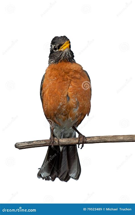 Chirping Robin stock image. Image of reddish, ornithology - 79523489