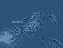 Bacteria Under Microscope Gif - Micropedia