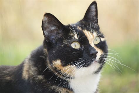 Cannelle, chat isabelle, écailles de tortue. Calico cat.