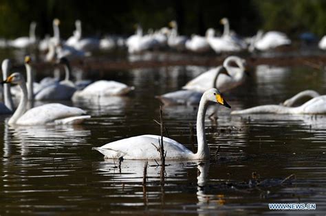 Migratory wild swans come to wetland to spend winter in Shanxi