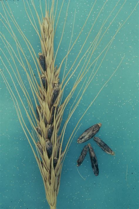 Wheat | Diseases and Pests, Description, Uses, Propagation