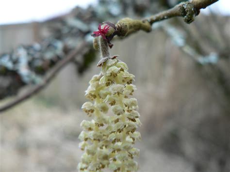 Filbert / Hazelnut Milk & Truffle Dessert Recipes – Wolf Camp, Conservation College & School of ...