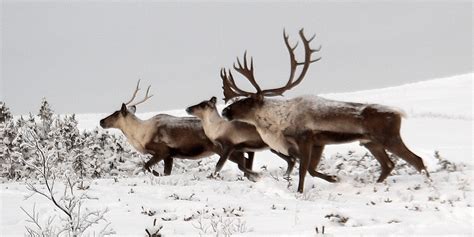 Rescuing Reindeer: Caribou on the Brink • The National Wildlife Federation Blog : The National ...