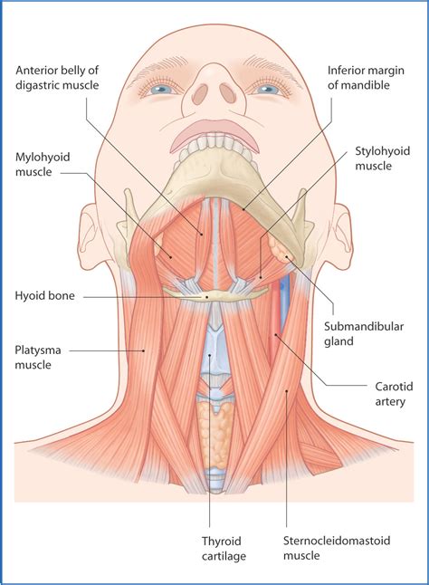 Submandibular Region | Basicmedical Key