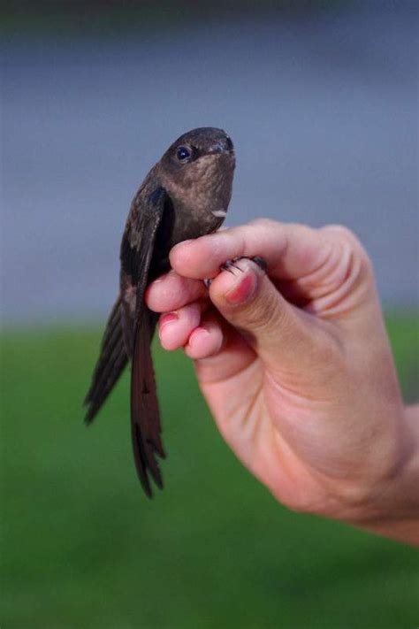 Chimney Swift - Alabama Birding Trails