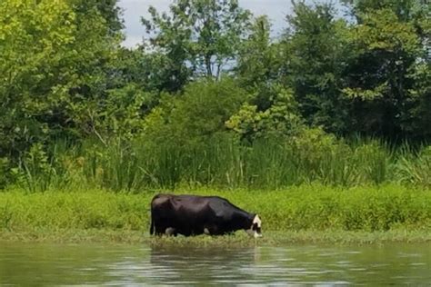 Fun Wildlife Family Activity at Your Lake - Can You Find These Animals?