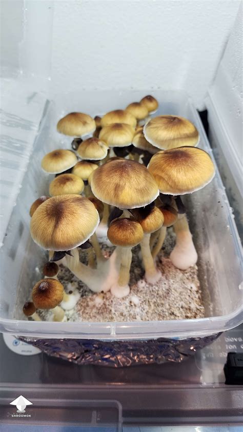 First grow - Psilocybe Cubensis B plus - B+ strain