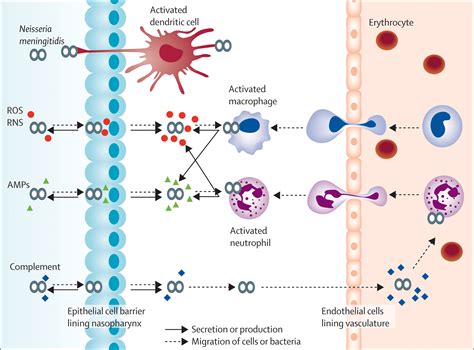 Neisseria Meningitidis Structure