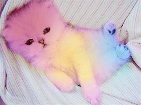 animal Kittens Cutest, Cats And Kittens, Cute Cats, Funny Cats, Rainbow ...