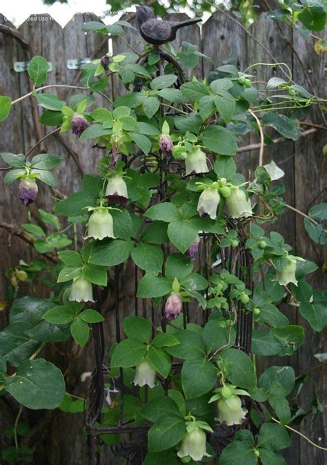 Codonopsis lanceolata in various stages-- several years old from seed ...