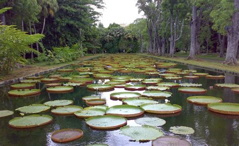 MAURITIUS ISLAND - Ile Maurice: Nenuphar Aquatic Pond