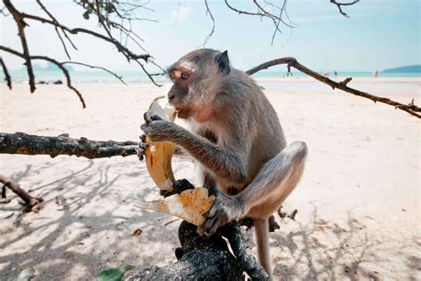 Monkey Beach review ~ Koh Phi Phi, Thailand | 2021 Edition